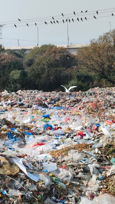 A large, unmanaged landfill site covered with a dense layer of mixed waste materials, including plastic bags, bottles, and assorted debris, spread across the ground and appearing chaotic. The waste exhibits various colors, predominantly transparent, blue, red, and brown, with some items partially buried or entangled in others. Above the landfill, multiple birds are perched on overhead power lines, with a few in flight over the refuse. In the background, there are overgrown trees and shrubbery, with a glimpse of an urban structure such as a bridge or elevated roadway partly obscured by foliage. The lighting suggests a clear day with natural daylight illuminating the scene, highlighting the textures and colors of the trash and the surrounding environment. This scene illustrates an example of illegal dumping, emphasizing the importance of proper waste disposal managed by professional rubbish removal services like Waste Disposal Paddington, to prevent environmental pollution and maintain local cleanliness.